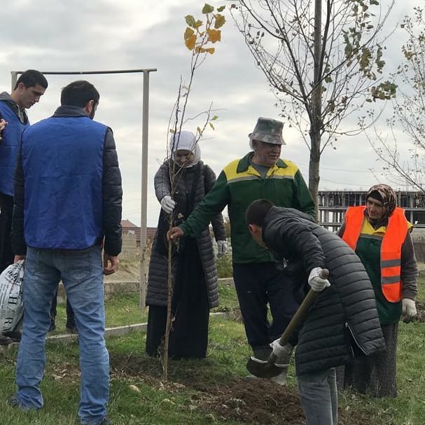 Посадка деревьев