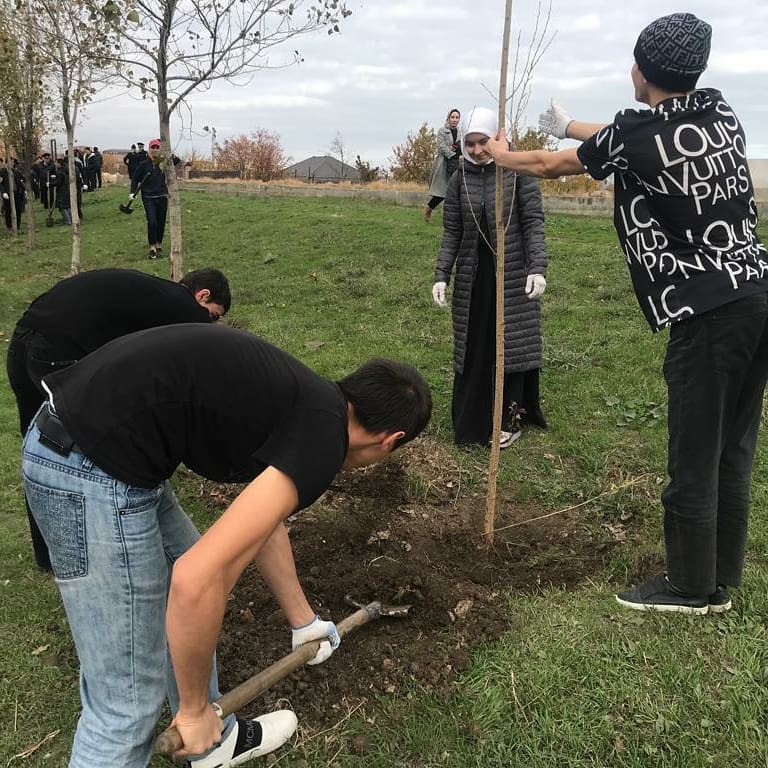 Посадка деревьев