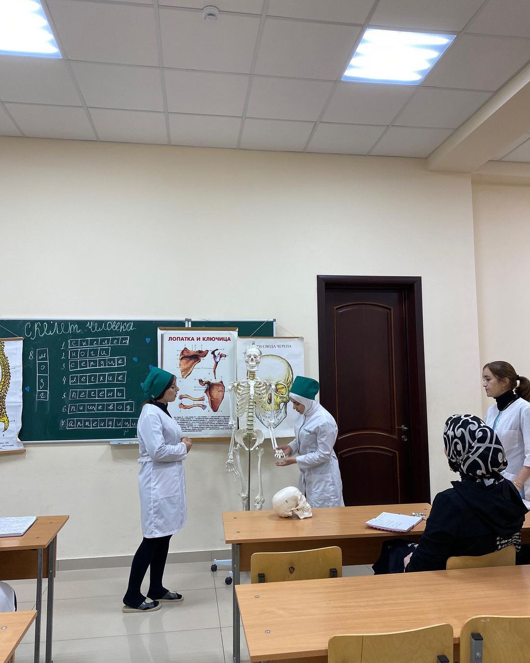 «Скелет человека»